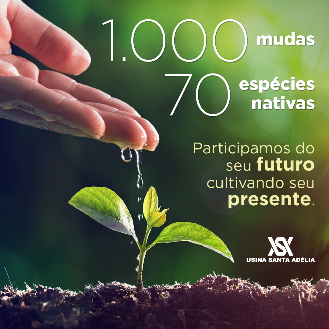 Usina Santa Adélia irá promover plantio de mudas em Taquaritinga